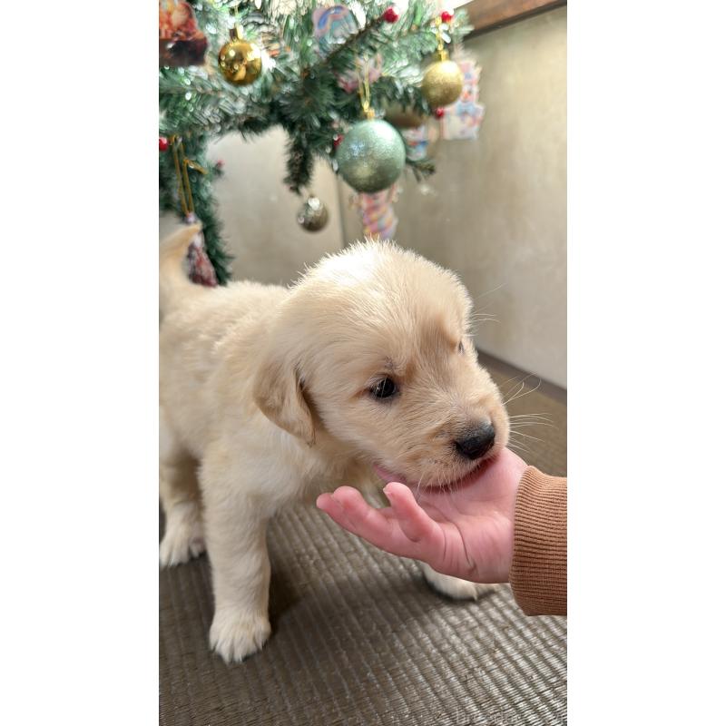 販売中の東京都のゴールデンレトリーバー-426833の2枚目