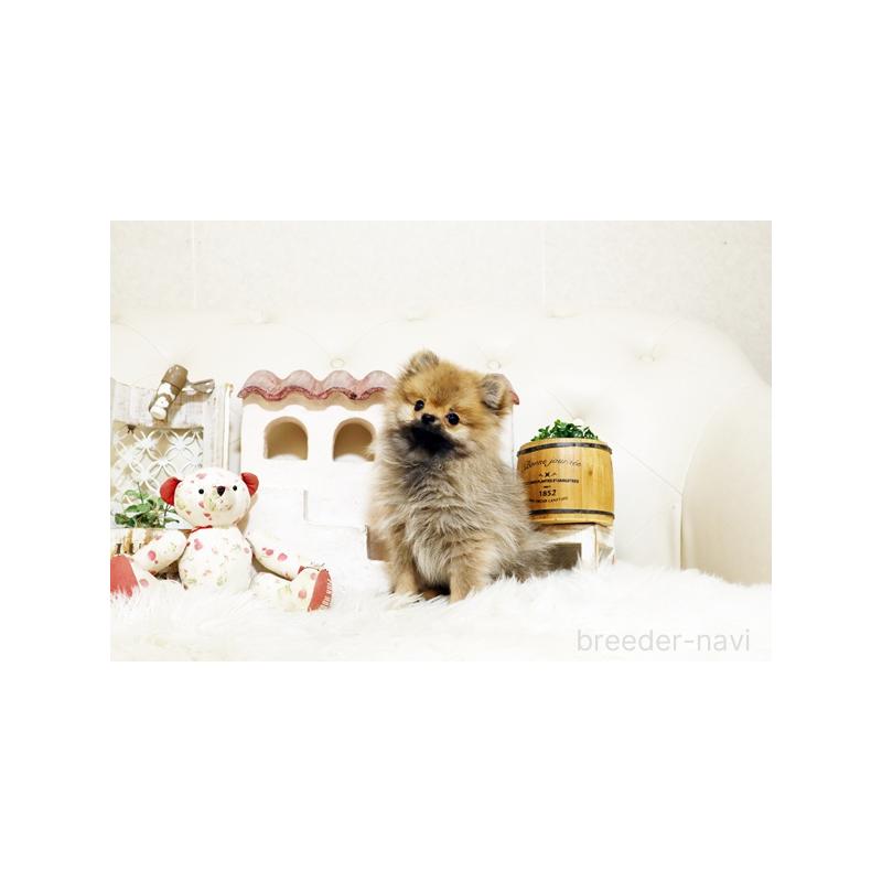 販売中の佐賀県のポメラニアン-425013の5枚目