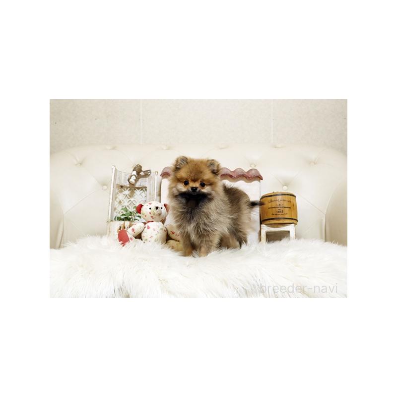 販売中の佐賀県のポメラニアン-425013の4枚目