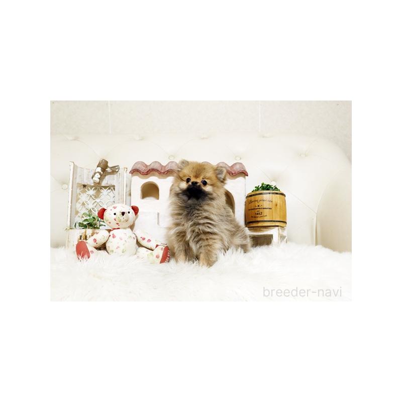 販売中の佐賀県のポメラニアン-425013の3枚目