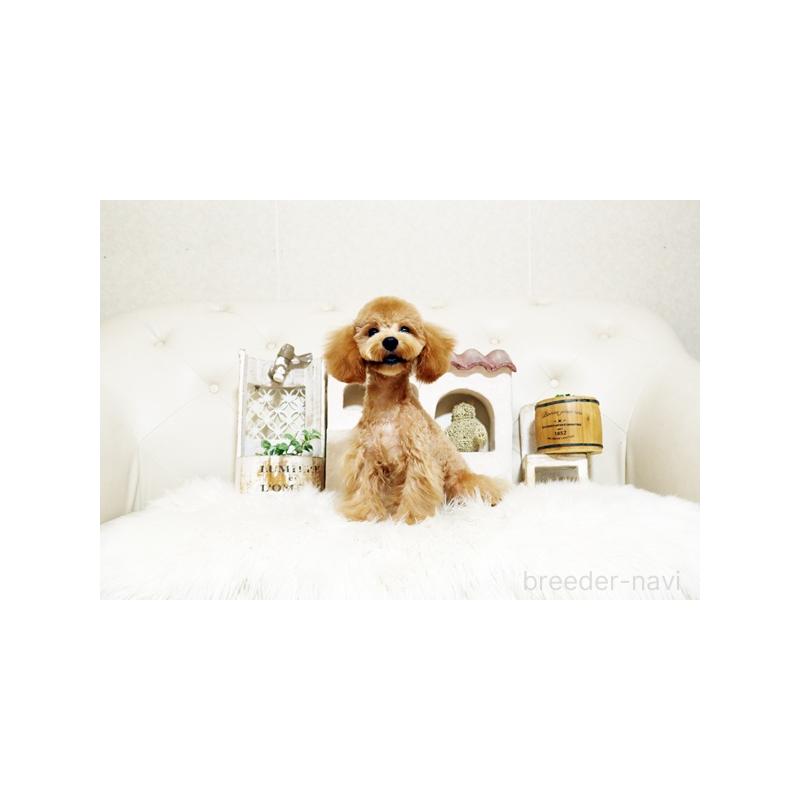 販売中の佐賀県のトイプードル-411730の3枚目