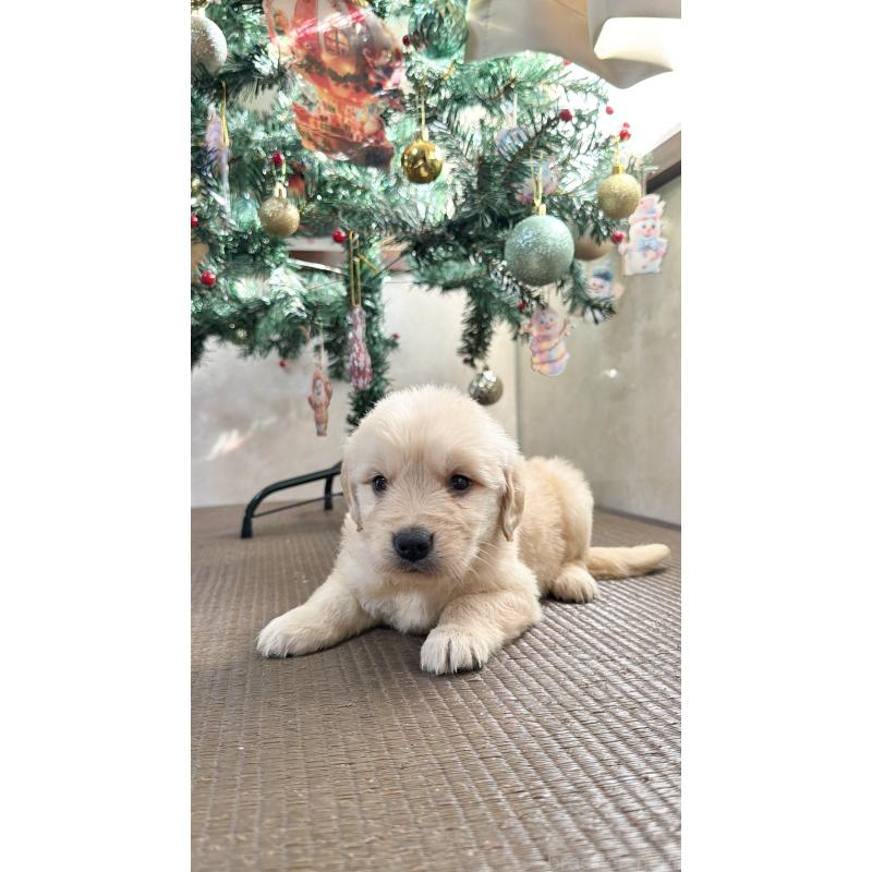 販売中の東京都のゴールデンレトリーバー-424967の3枚目