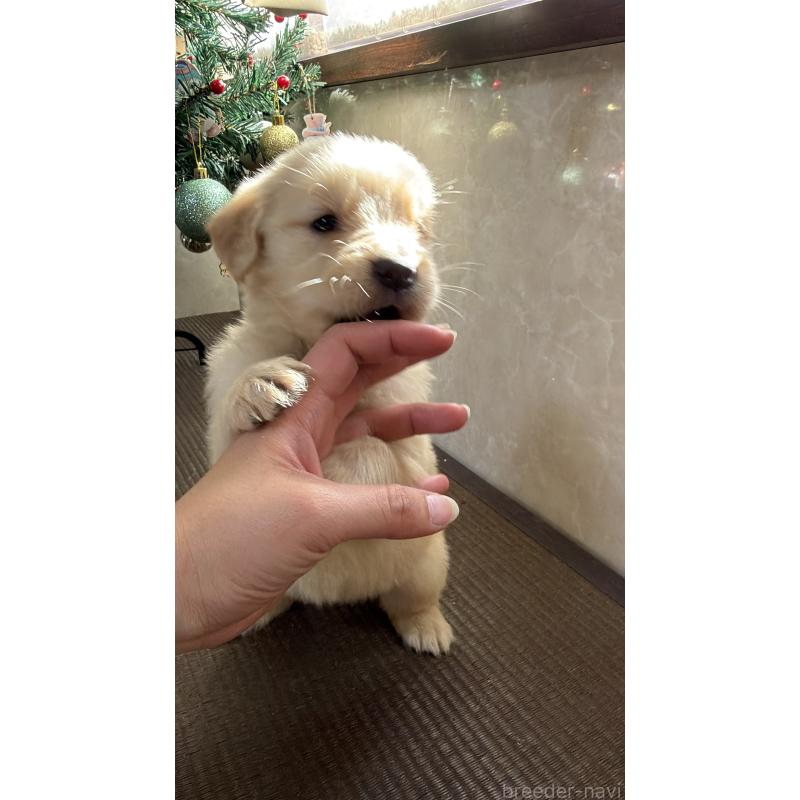 販売中の東京都のゴールデンレトリーバー-424967の2枚目