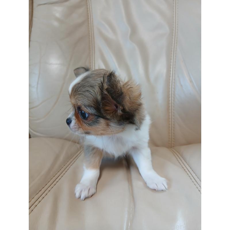 販売中の栃木県のチワワ(ロングコート)-426149の3枚目