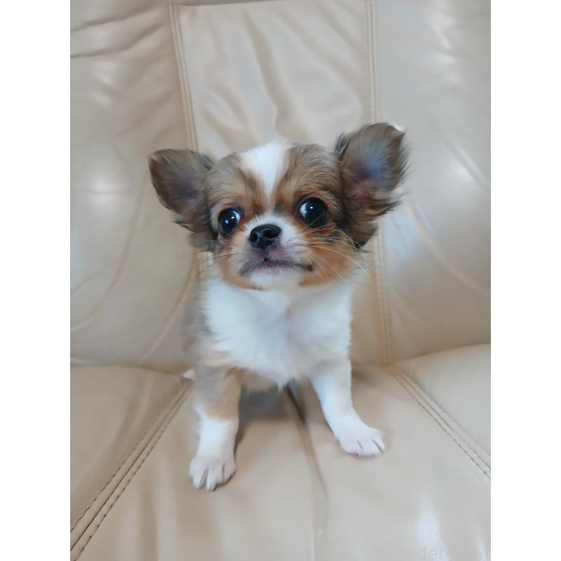 販売中の栃木県のチワワ(ロングコート)-426149の2枚目