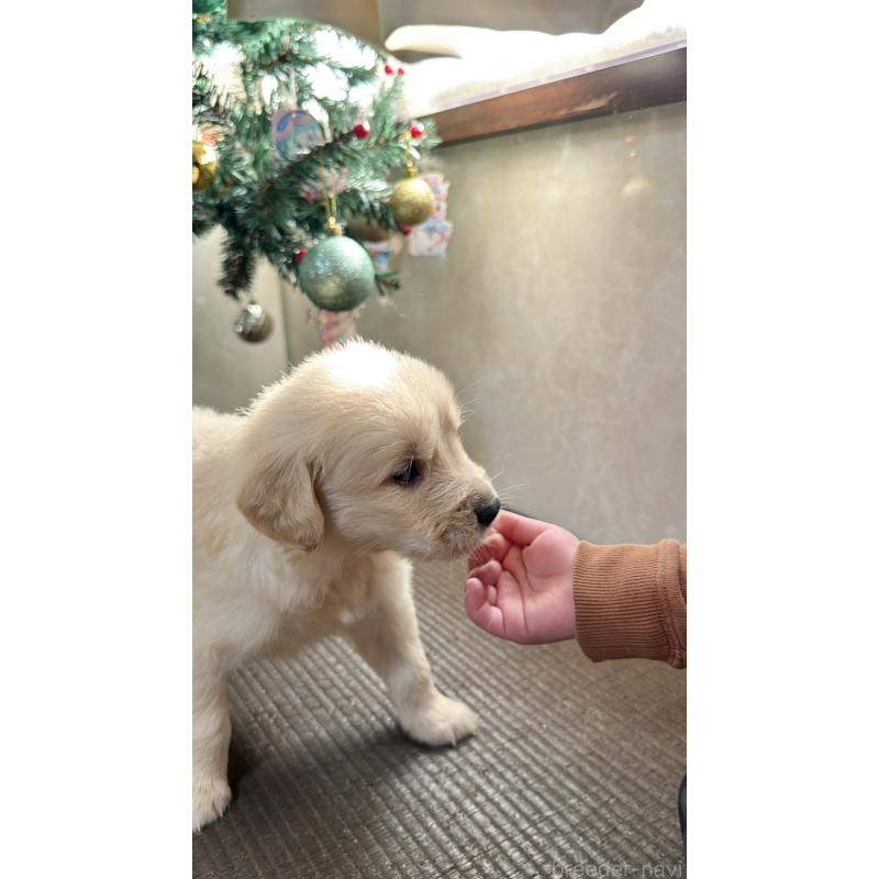 販売中の東京都のゴールデンレトリーバー-431272の3枚目