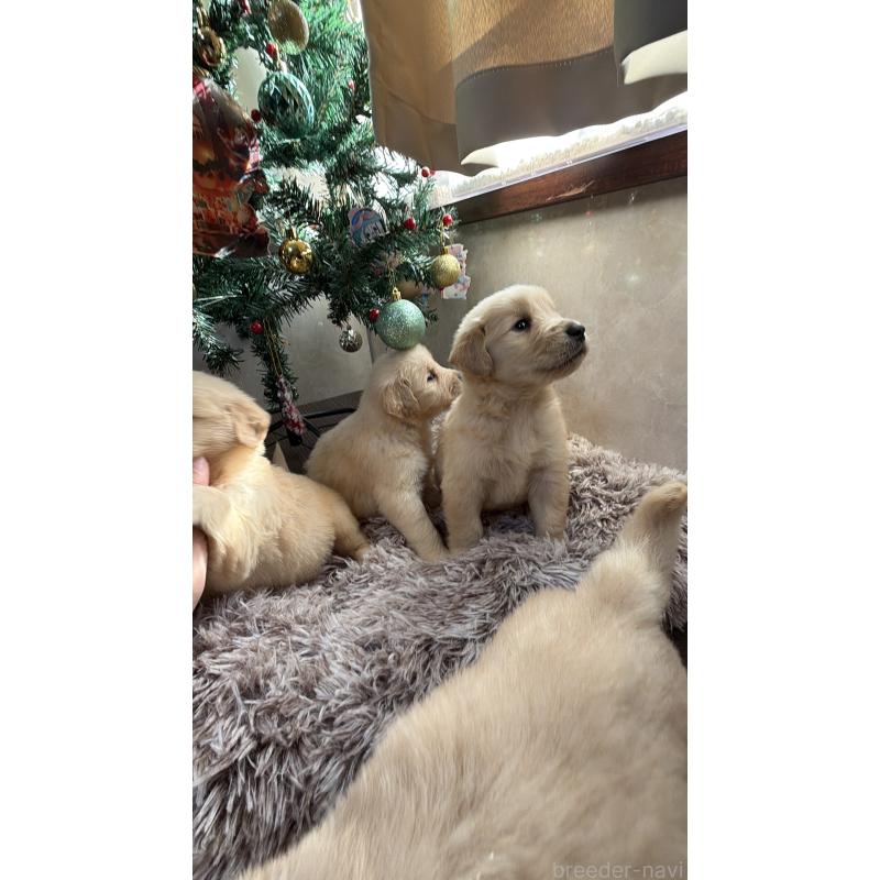 販売中の東京都のゴールデンレトリーバー-431272の2枚目