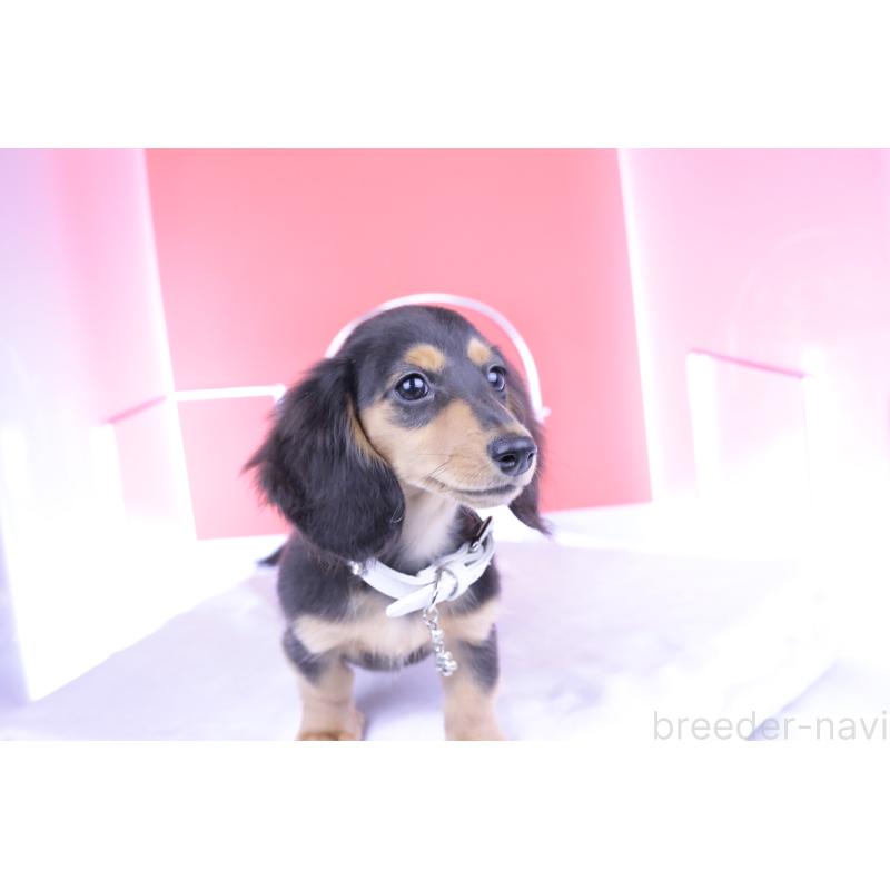 販売中の愛知県のミニチュアダックスフンド(ロングヘアード)-406248の15枚目