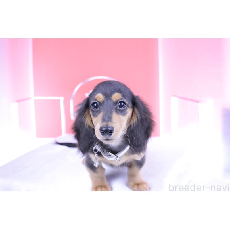 販売中の愛知県のミニチュアダックスフンド(ロングヘアード)-406248の7枚目