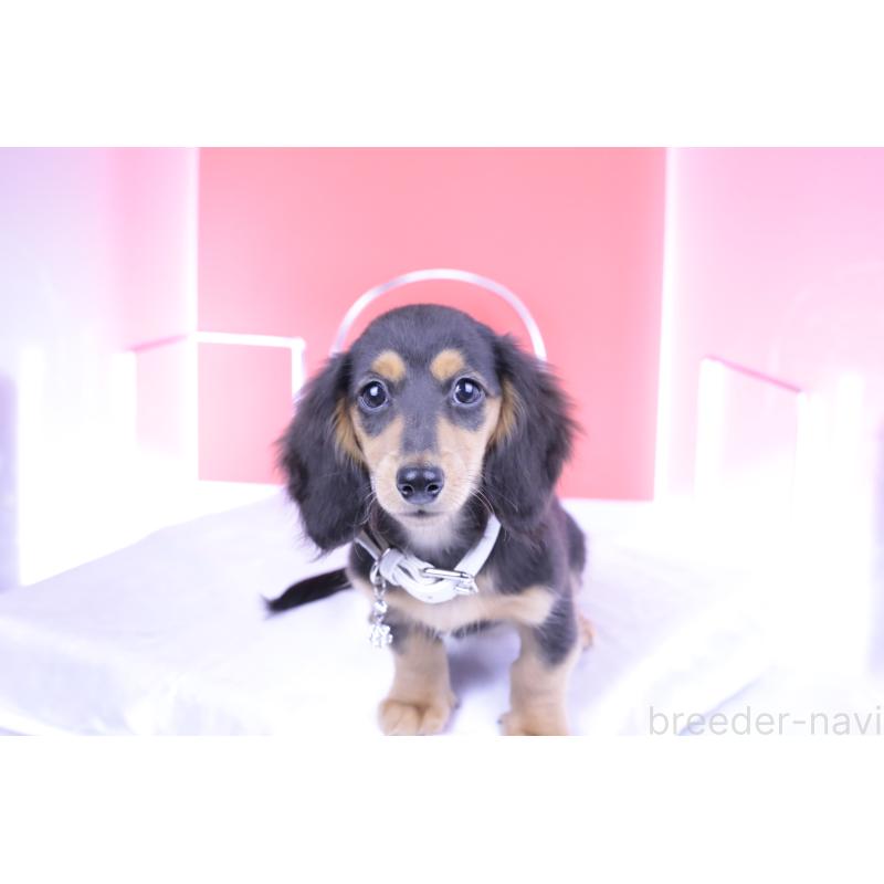 販売中の愛知県のミニチュアダックスフンド(ロングヘアード)-406248の4枚目