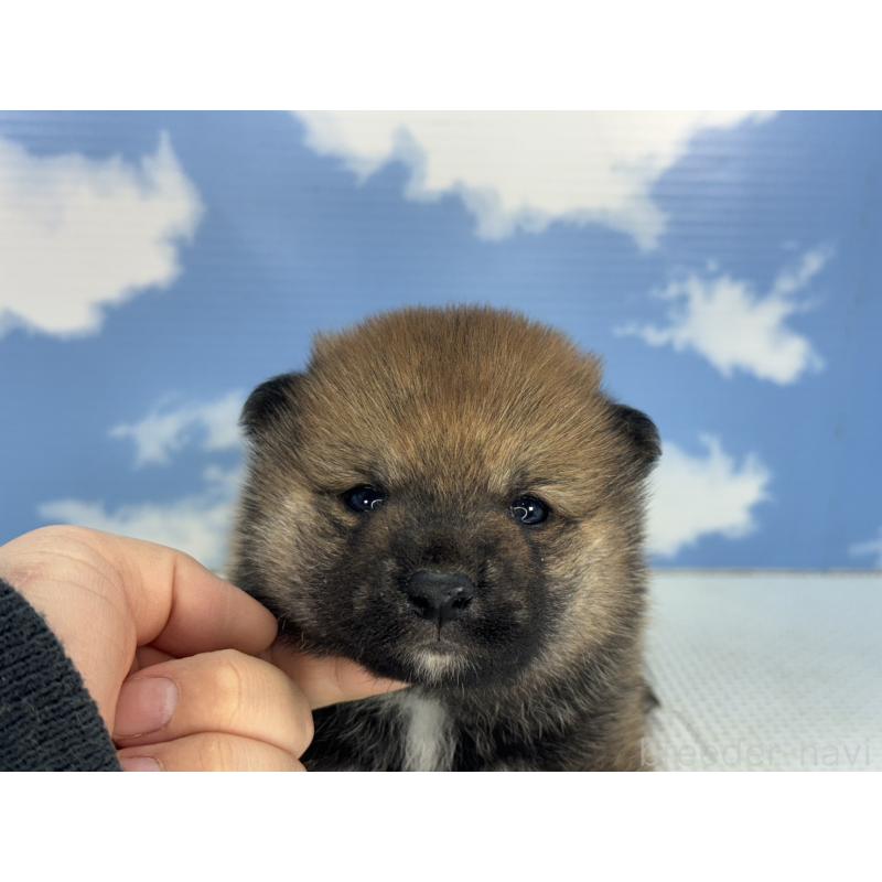 販売中の愛知県の豆柴-431273の5枚目