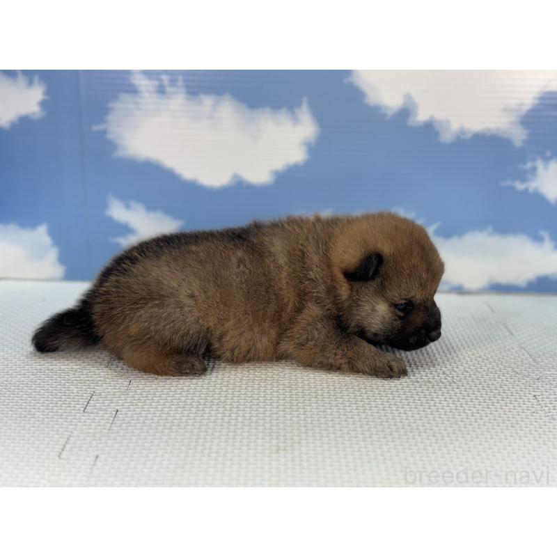 販売中の愛知県の豆柴-431273の4枚目