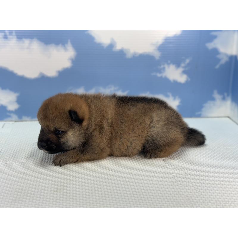 販売中の愛知県の豆柴-431273の3枚目