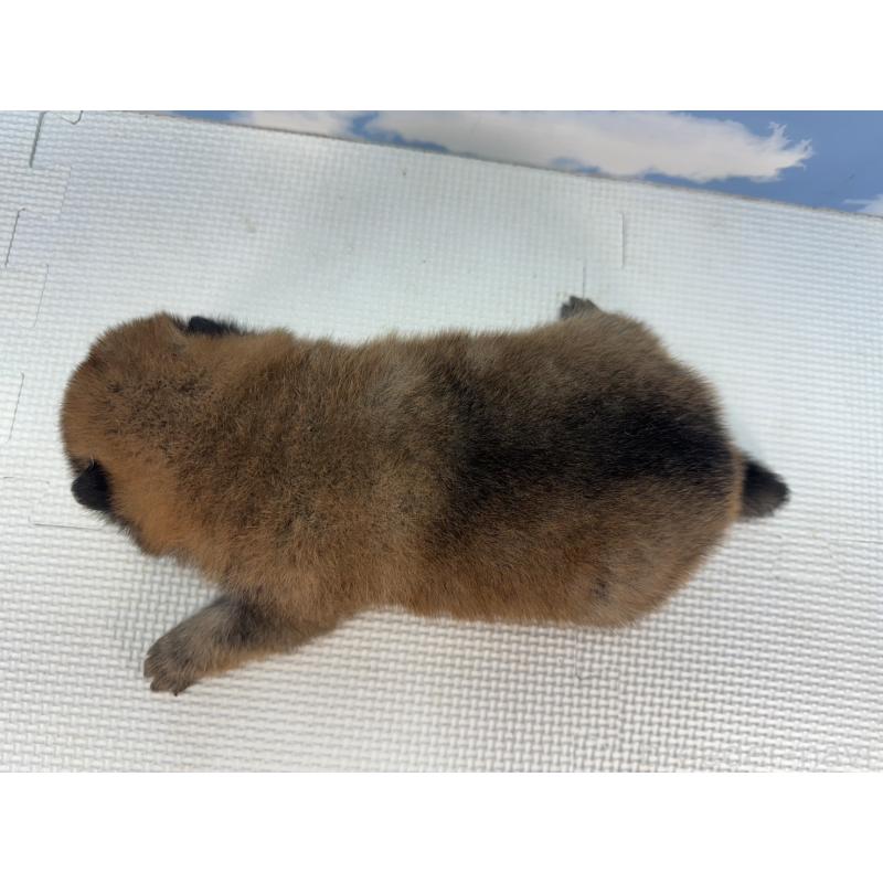 販売中の愛知県の豆柴-431273の2枚目