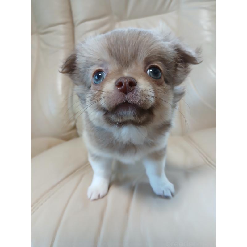 販売中の栃木県のチワワ(ロングコート)-427520の3枚目