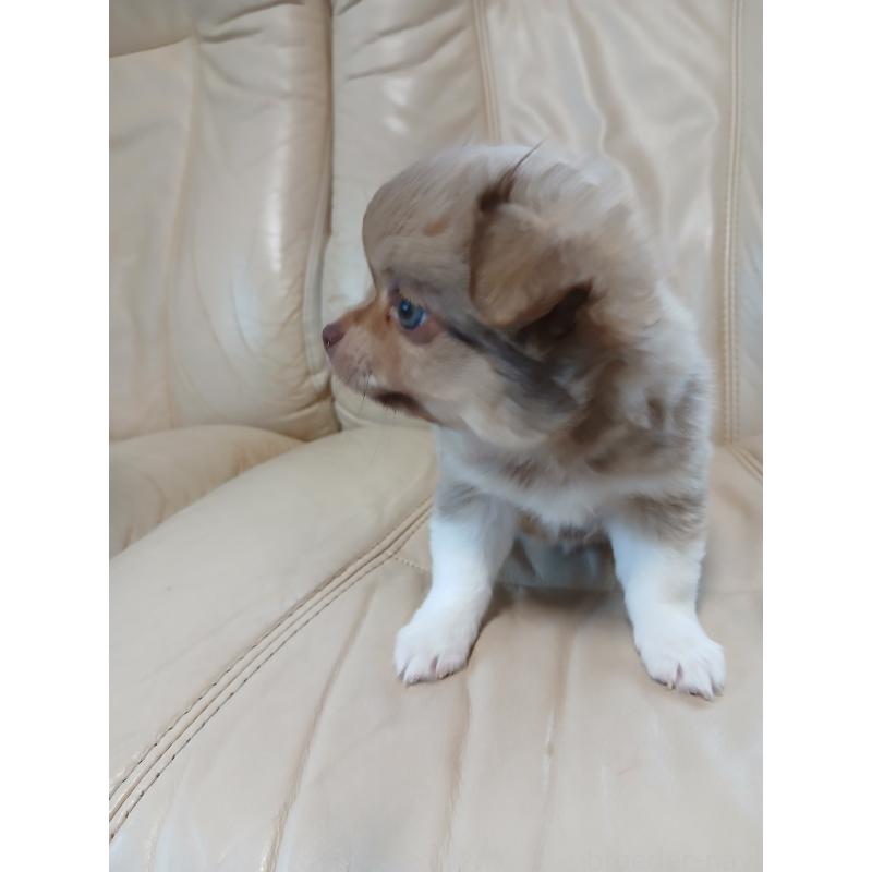 販売中の栃木県のチワワ(ロングコート)-427520の2枚目