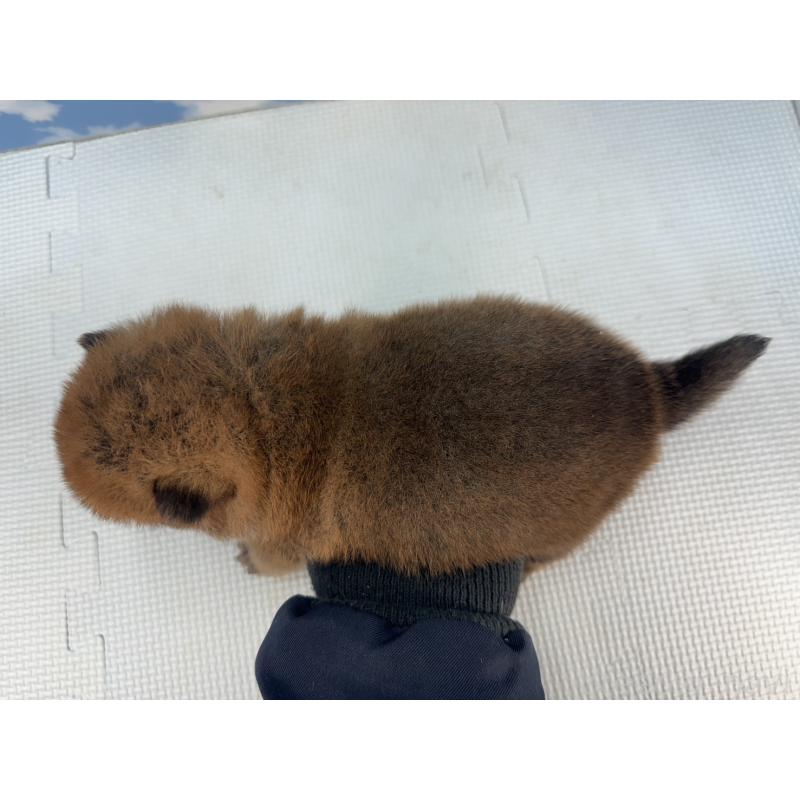 販売中の愛知県の豆柴-431274の5枚目