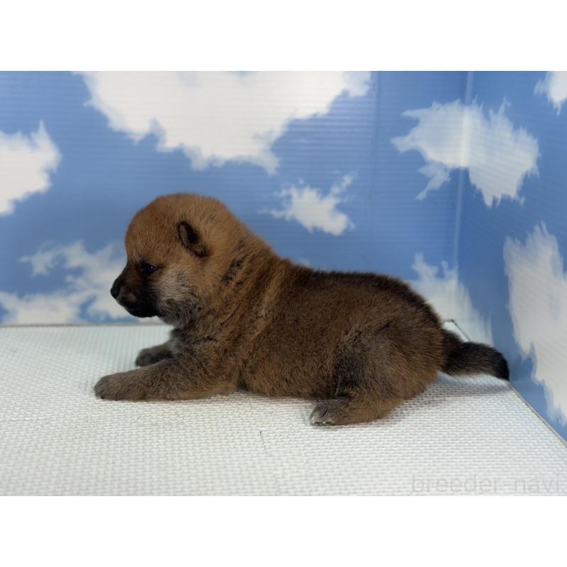 販売中の愛知県の豆柴-431274の4枚目