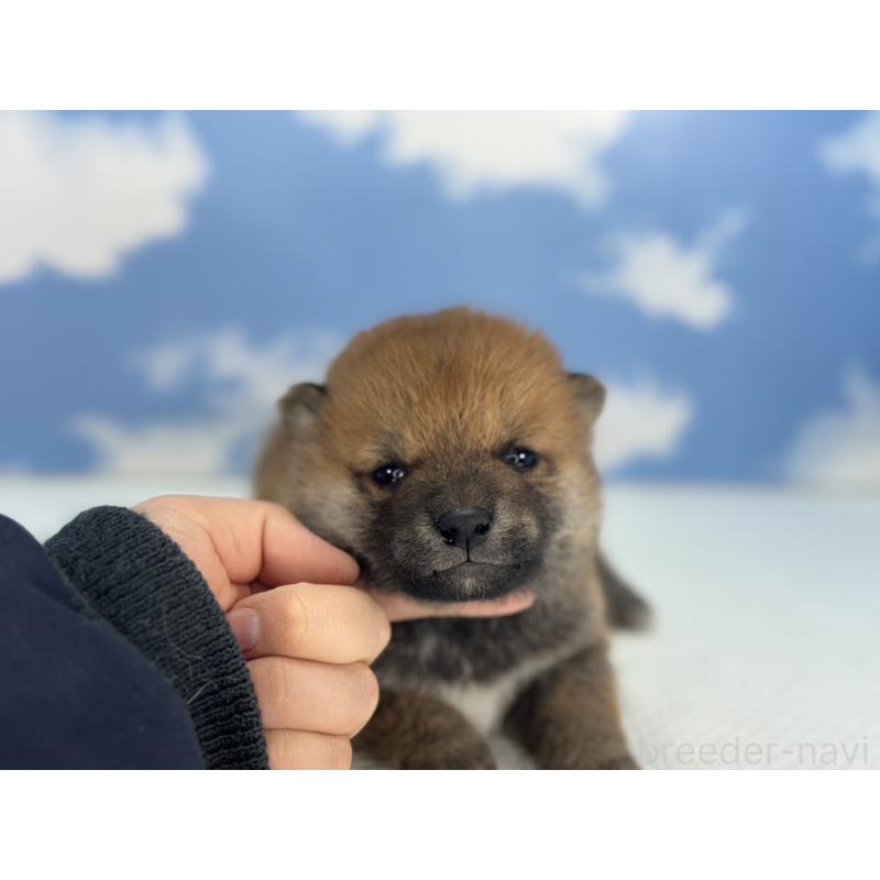 販売中の愛知県の豆柴-431274の3枚目