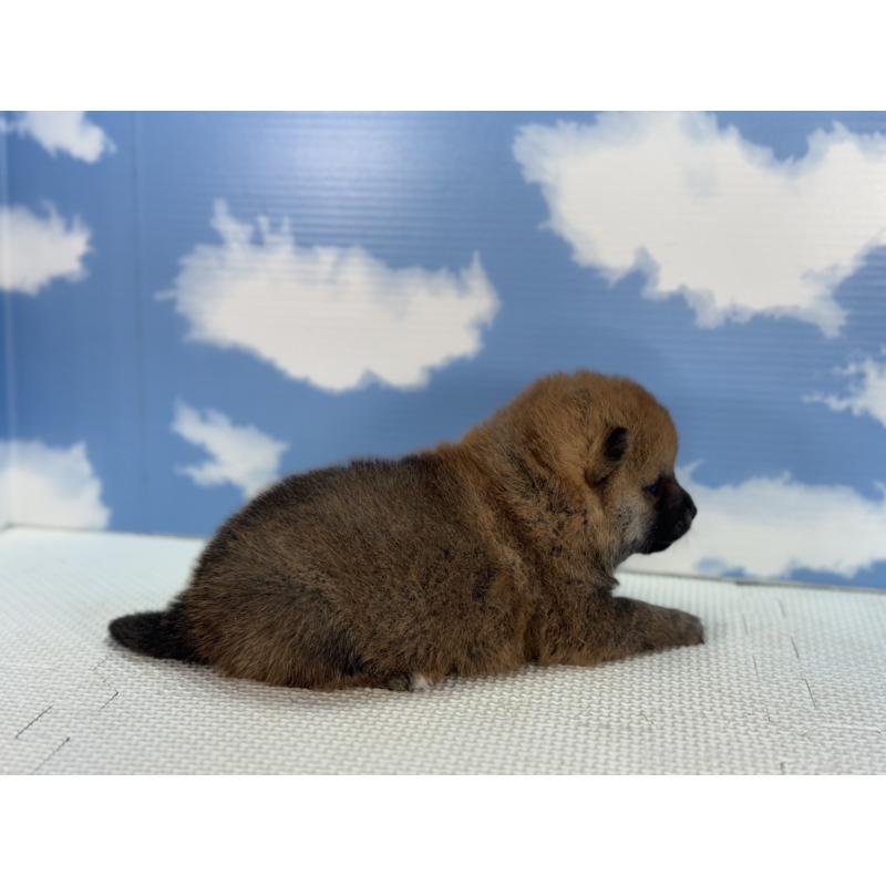 販売中の愛知県の豆柴-431274の2枚目