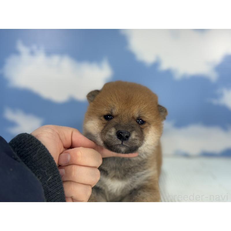 販売中の愛知県の豆柴-431276の5枚目