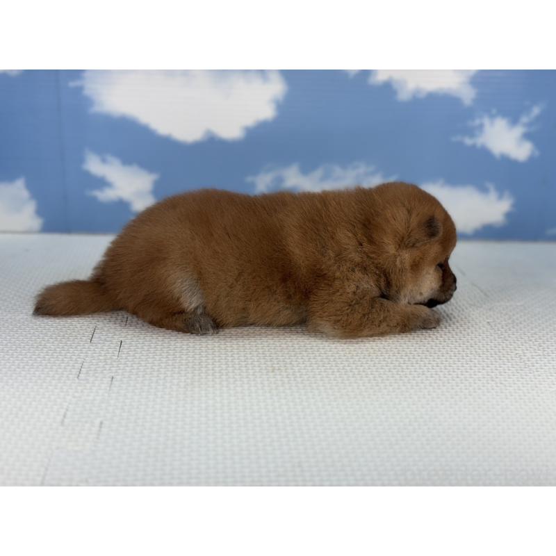 販売中の愛知県の豆柴-431276の4枚目