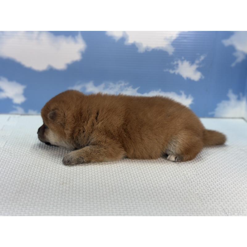 販売中の愛知県の豆柴-431276の3枚目