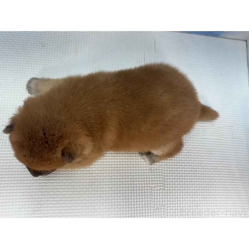 販売中の愛知県の豆柴-431276の2枚目