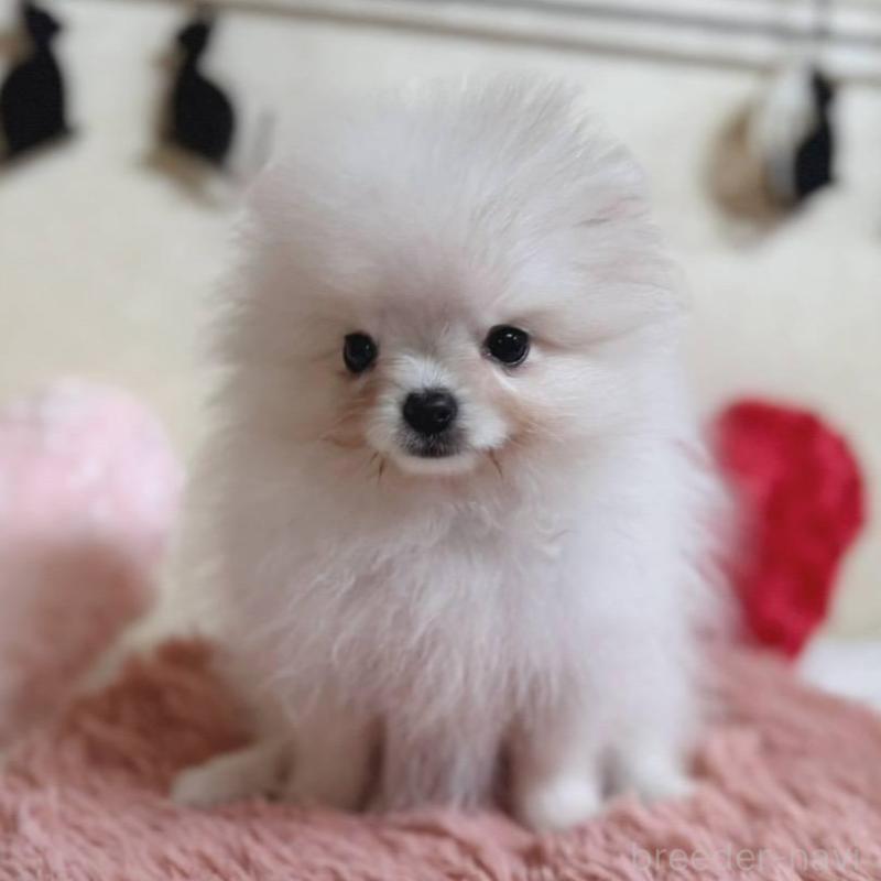 販売中の青森県のポメラニアン-431279の1枚目