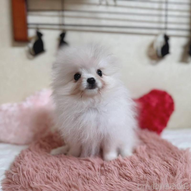 販売中の青森県のポメラニアン-431279の5枚目