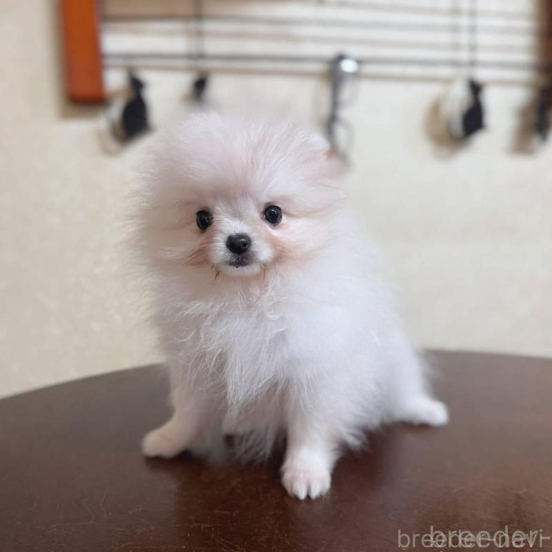 販売中の青森県のポメラニアン-431279の4枚目