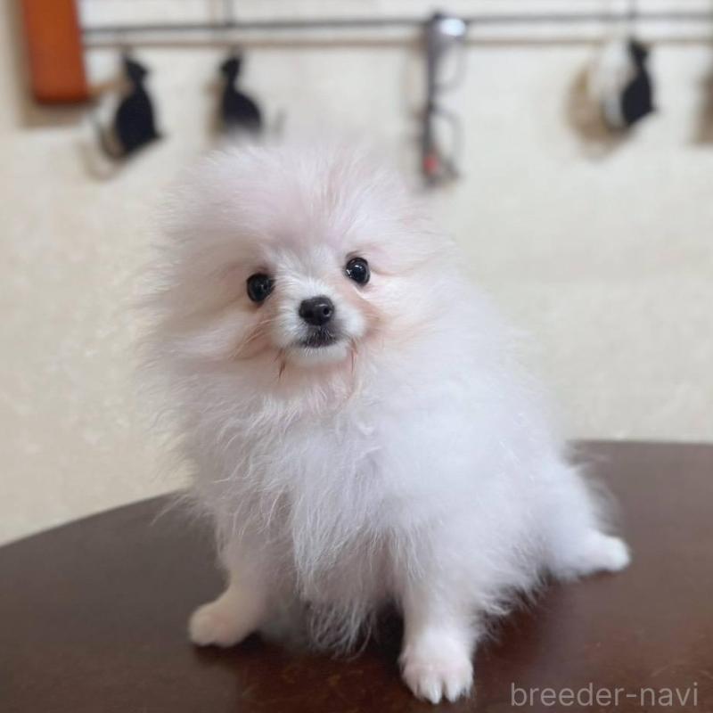 販売中の青森県のポメラニアン-431279の3枚目