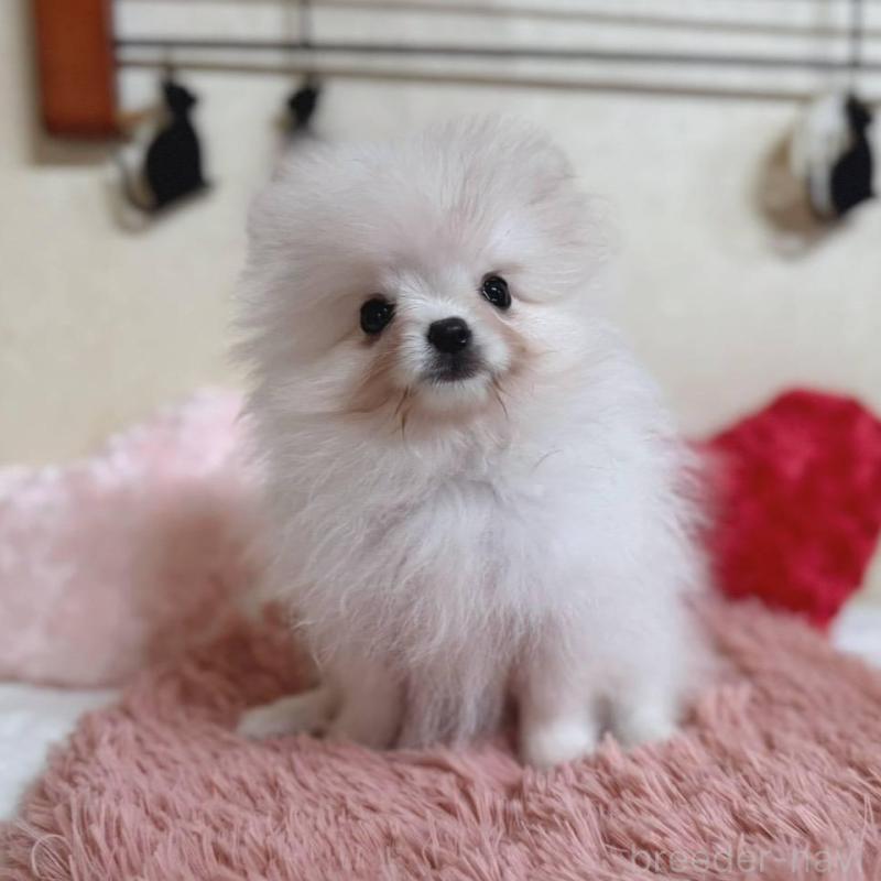 販売中の青森県のポメラニアン-431279の2枚目