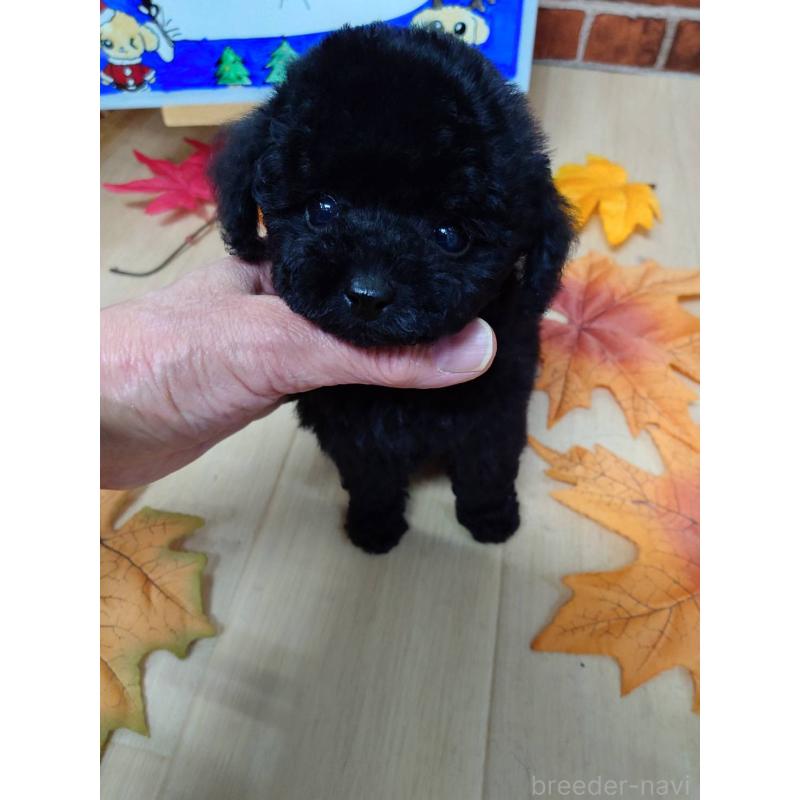 販売中の京都府のティーカッププードル-431280