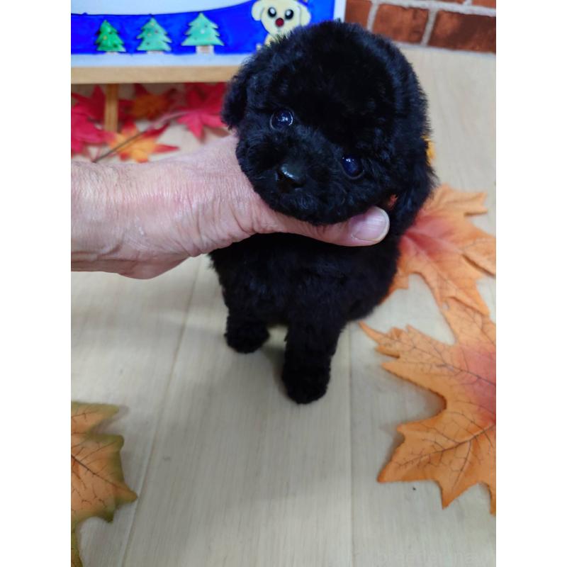 販売中の京都府のティーカッププードル-431280の9枚目