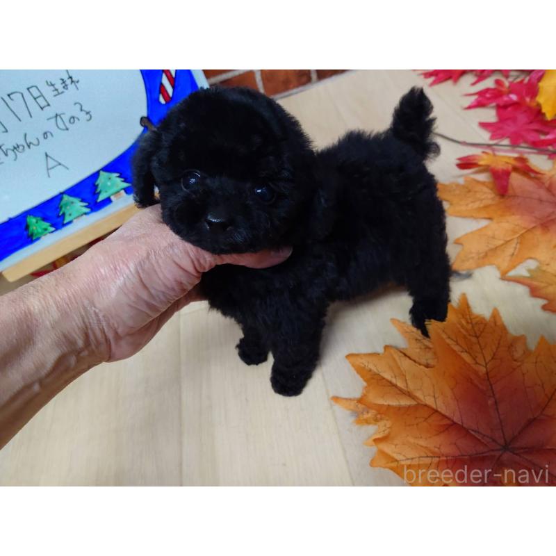 販売中の京都府のティーカッププードル-431280の8枚目