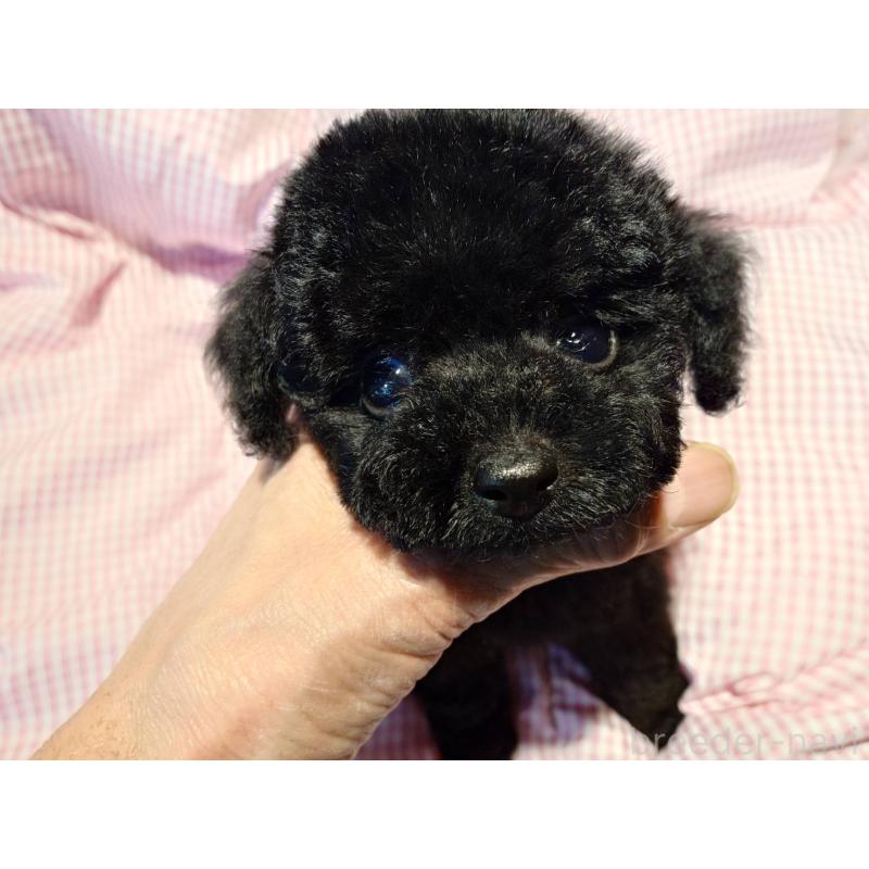 販売中の京都府のティーカッププードル-431280の7枚目