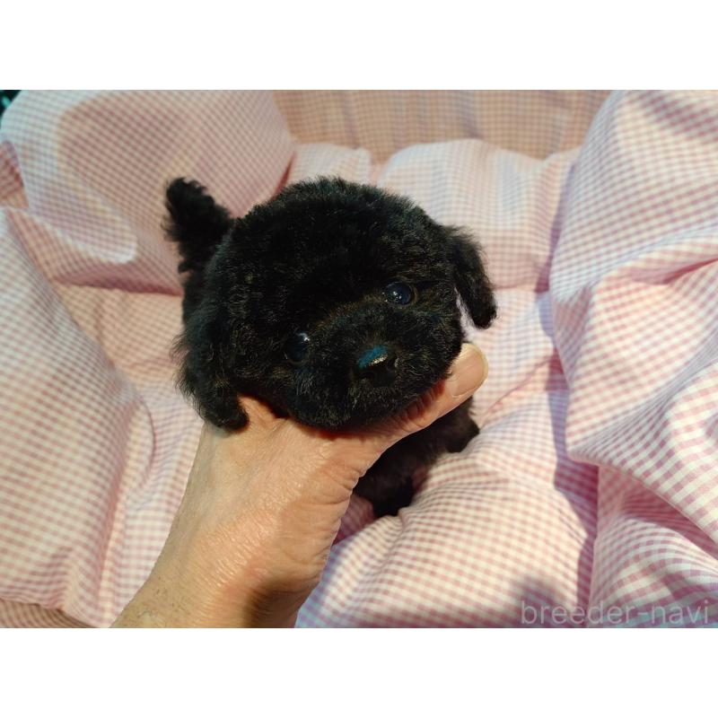 販売中の京都府のティーカッププードル-431280の6枚目