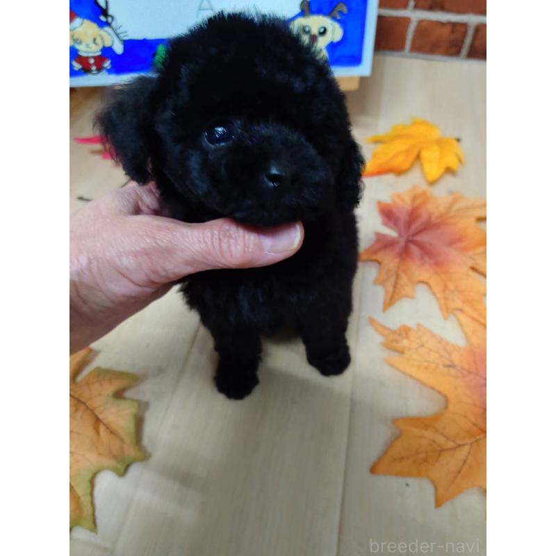 販売中の京都府のティーカッププードル-431280の5枚目