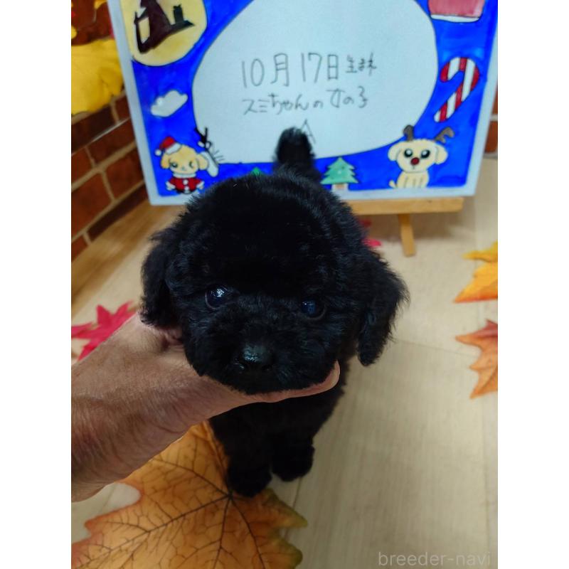 販売中の京都府のティーカッププードル-431280の4枚目