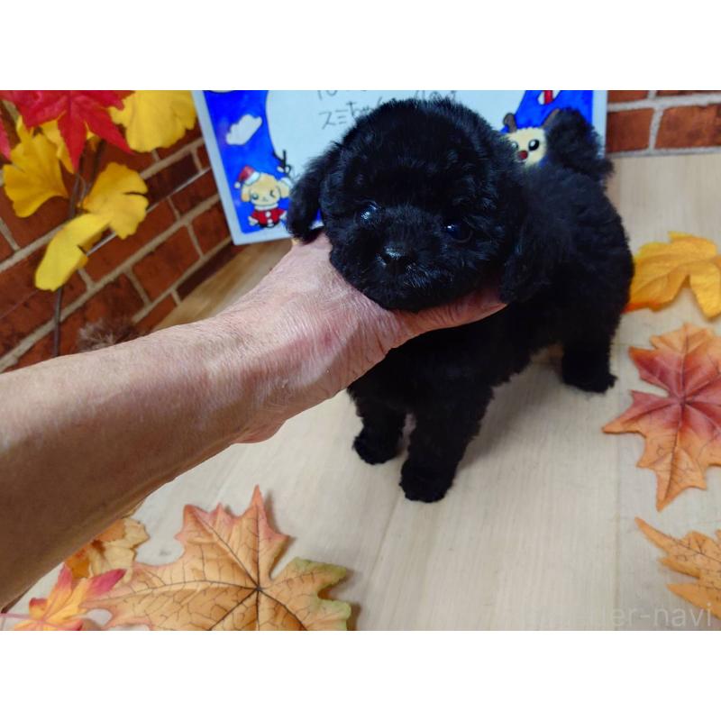 販売中の京都府のティーカッププードル-431280の3枚目