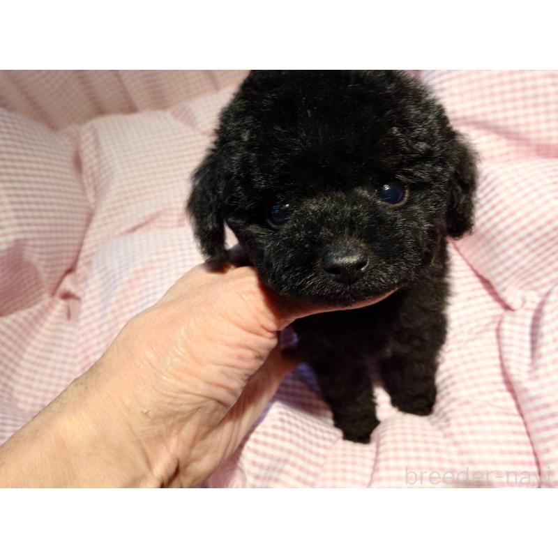 販売中の京都府のティーカッププードル-431280の2枚目