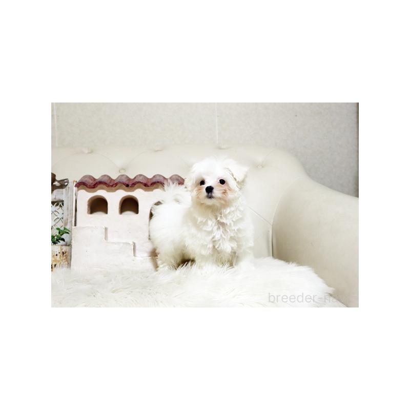 販売中の佐賀県のマルチーズ-425008の5枚目