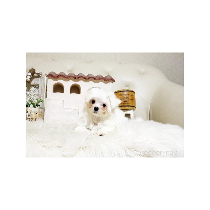 販売中の佐賀県のマルチーズ-425008の2枚目