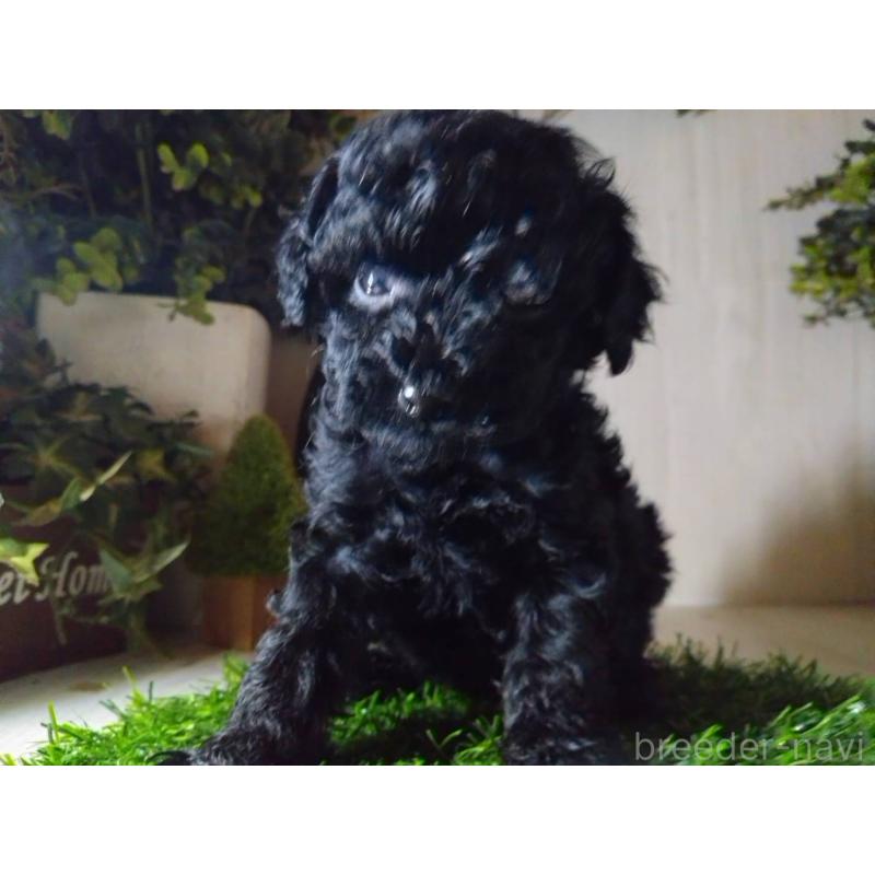 販売中の三重県のティーカッププードル-431281の8枚目