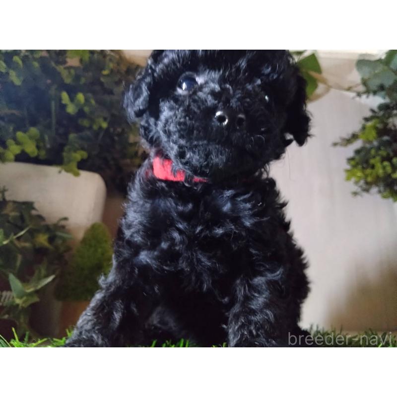 販売中の三重県のティーカッププードル-431281の7枚目