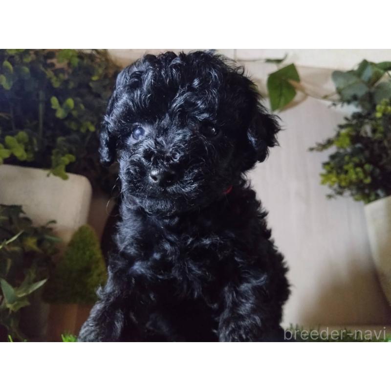 販売中の三重県のティーカッププードル-431281の6枚目