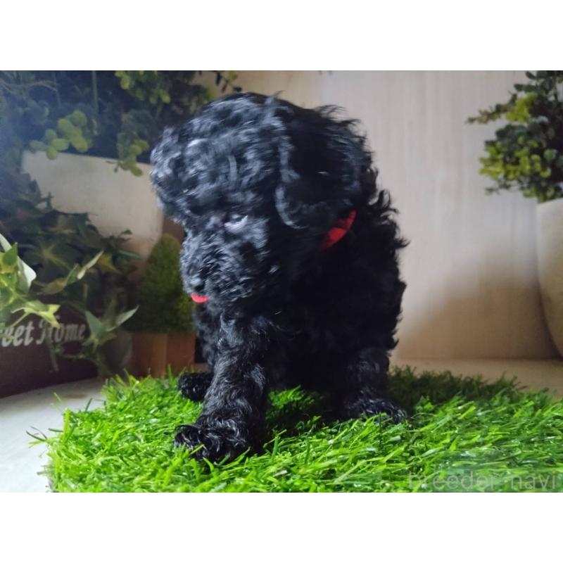 販売中の三重県のティーカッププードル-431281の5枚目