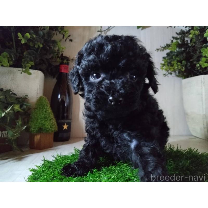 販売中の三重県のティーカッププードル-431281