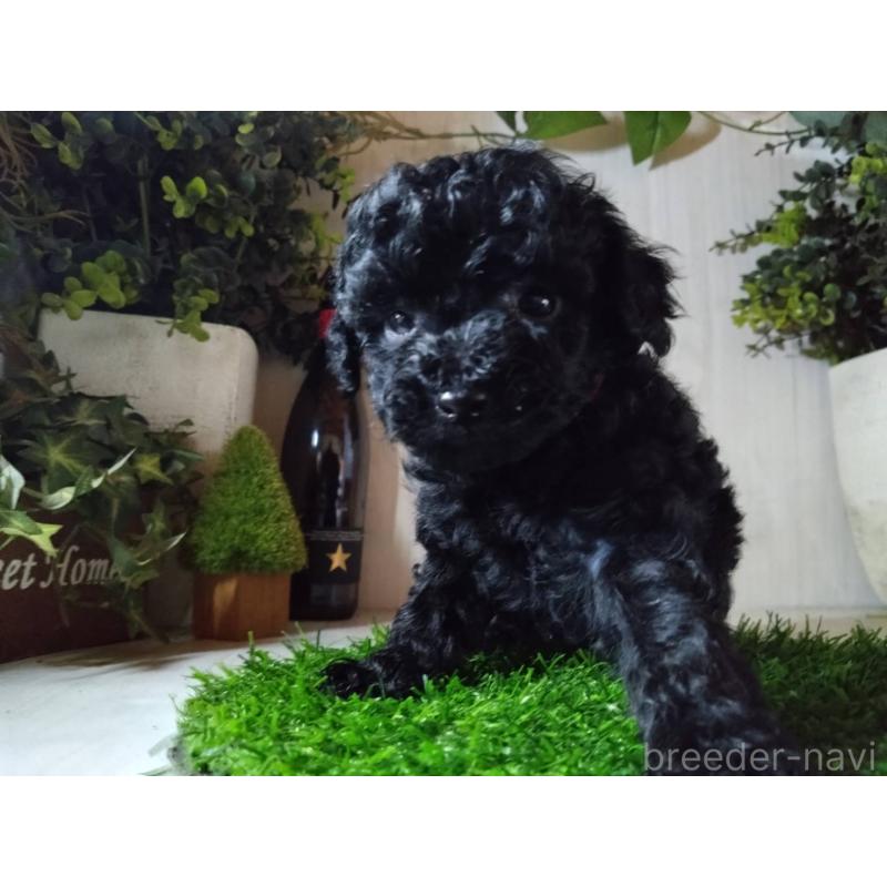 販売中の三重県のティーカッププードル-431281の4枚目